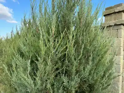 Анна Крым - 52