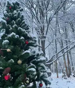Лесной уголок - 21