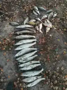 Выродово-Клуб - 5