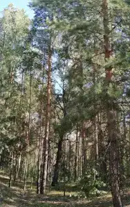 Сосновые дома - 11