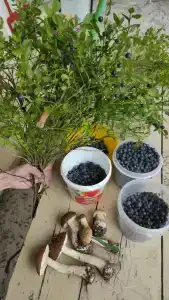 Поляна сказок - 18
