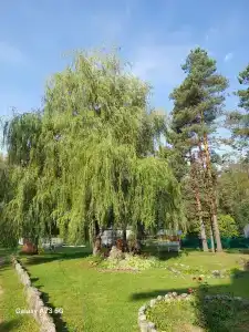 Динамо - 9