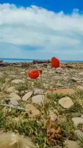 Можжевеловый Рай Глэмпинг Море - 48