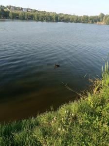 Монахов пруд - 82