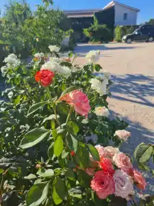 Курячи - 25