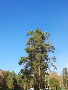 Хвойный - 81