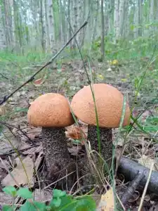 Заповедный край - 34