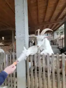Кск Созвездие Sochi - 45