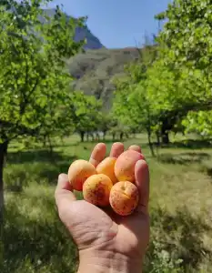 Могохсити - 5