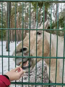 Каменюки - 79