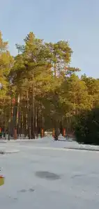 Хвойный - 68
