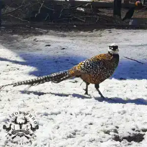 Раздобарино - 28