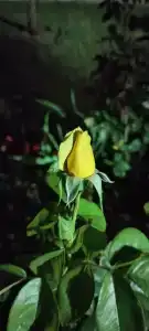 Вилла Гармония - 43