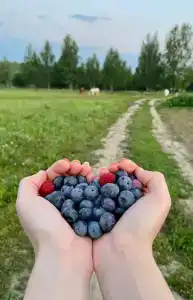 ЯсноПоле - 76