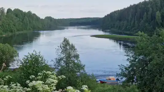 Маркомусы - 20