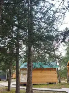 Forest camp - 22