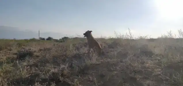 Аджи-Папас - 14