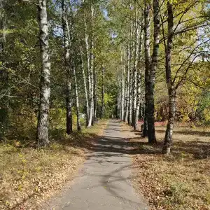 Березки - 22