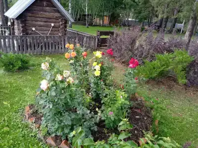 Питомник - 7