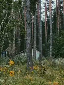 Волга - 8