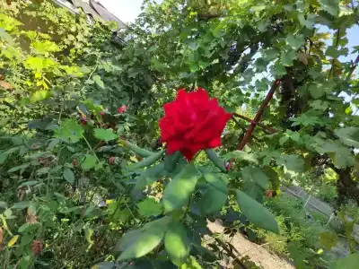 Бобер - 0