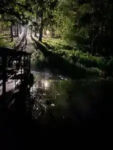 Лесные дали - 1