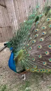 Мурманская страусиная ферма - 17