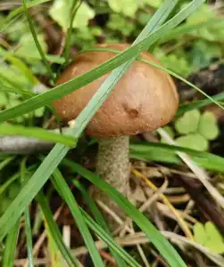 Лесные дали - 7