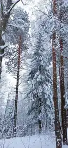 Чепца - 4