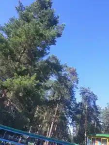 Сура - 53