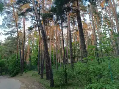 Лесная сказка - 46