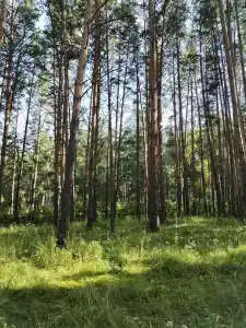 Дружба - 4