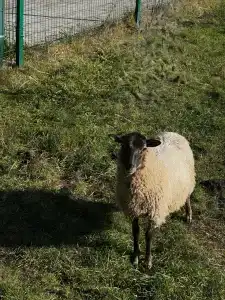 Бабушкина хата - 10