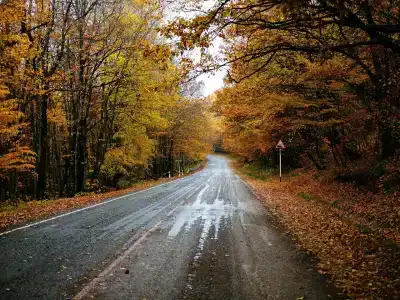 Тихий Лес - 32