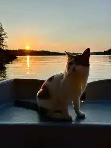 Villy Uley Karelia (Вили Улей Карелия) - 87