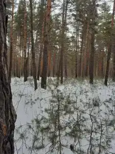Ясная Поляна - 21