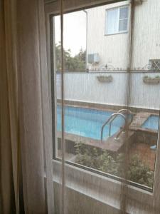 Дельфиния - 31