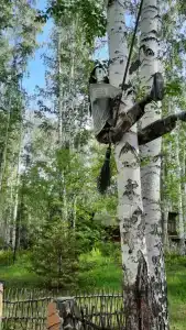Солнечная поляна - 14