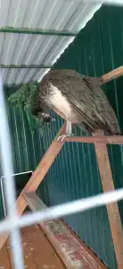 Соловьиные зори - 36