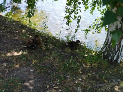 Монахов пруд - 89