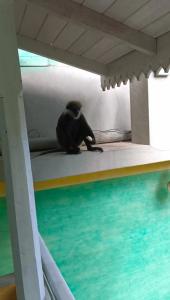 Thaproban Beach House - 16
