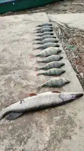 Гандурино - 44