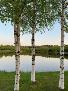 Черные камни - 55