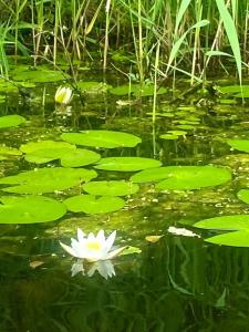 Зелёная роща - 37