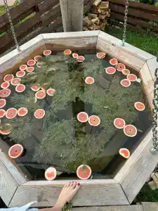 Обсерватория barnnnov - 54