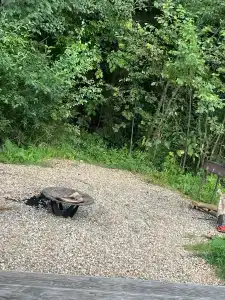 Хвойный Лес - 97