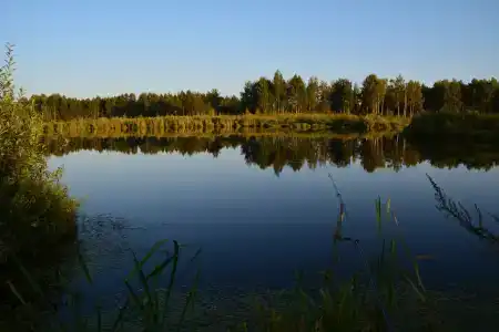 Лес среди болот - 29
