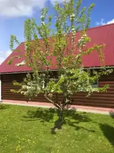 Династия - 31