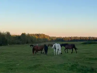 Паллада пастораль - 0
