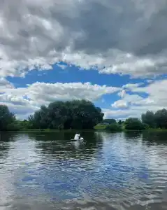 Дубки - 40
